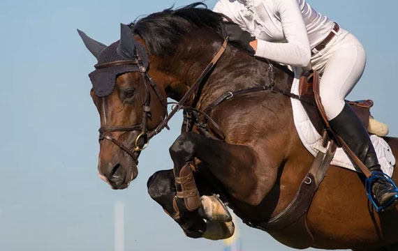 2020超級馬術俱樂部聯(lián)賽（天星調良馬術第七站）